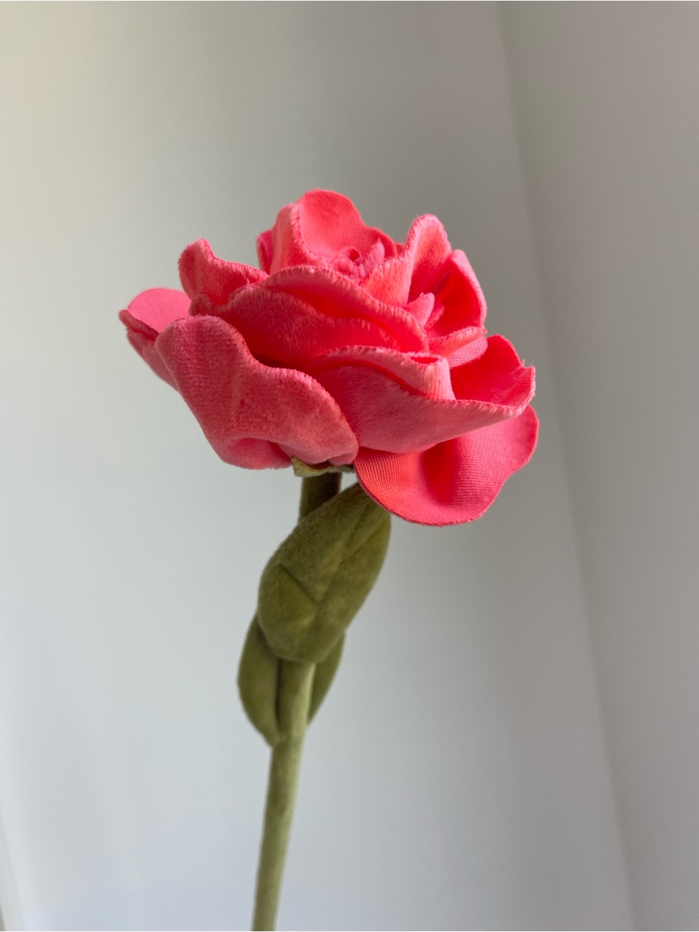 CJ Hendry Flower Shop limited release pink garden rose